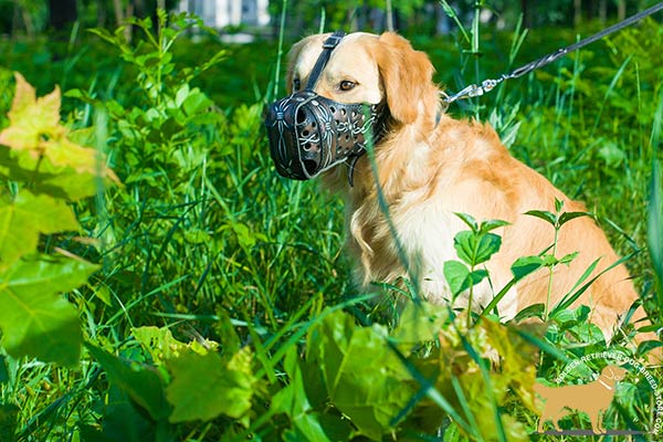 Golden-Retriever leather muzzle of high quality with riveted hardware for advanced training