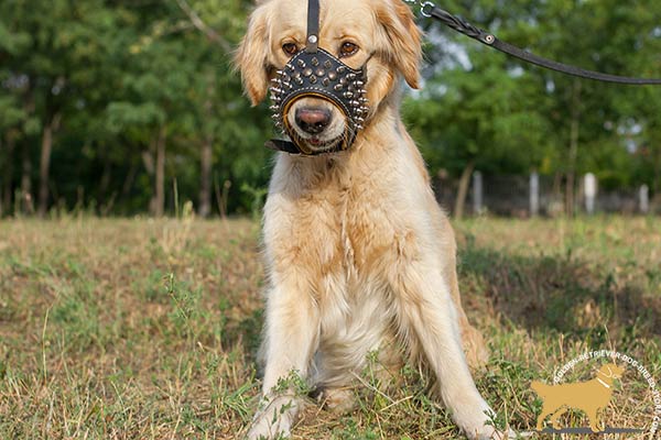 Golden-Retriever leather muzzle of genuine materials decorated with spikes for walking