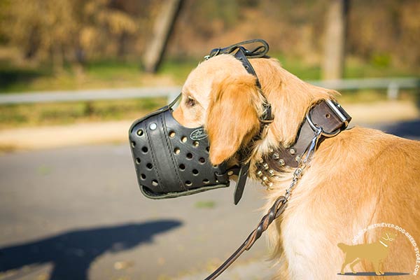 Golden-Retriever leather muzzle of high quality with nickel plated hardware for daily walks