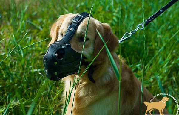 Golden-Retriever leather muzzle padded with nickel plated hardware for professional use