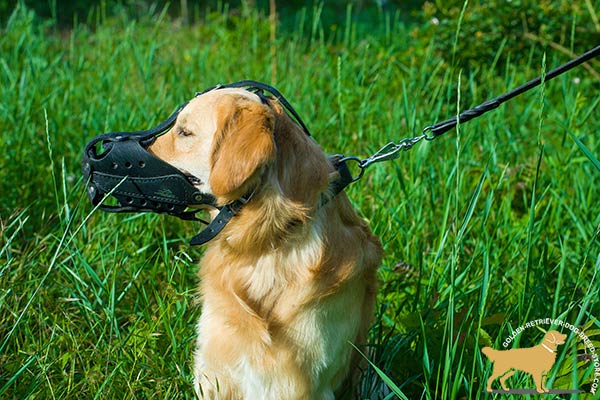 Golden-Retriever leather muzzle for snug fit with adjustable straps for advanced training
