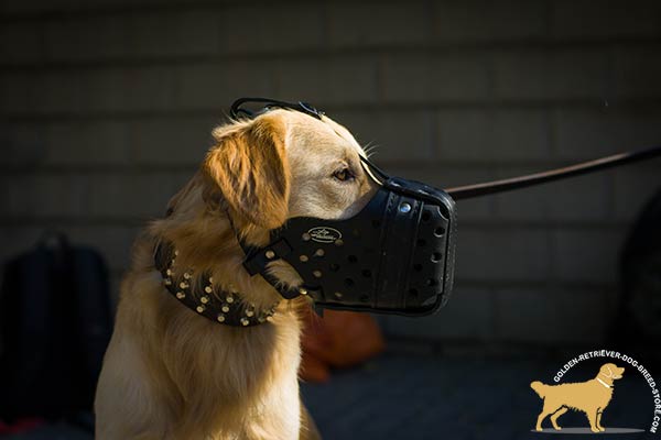 Golden-Retriever leather muzzle well ventilated padded with felt for utmost comfort