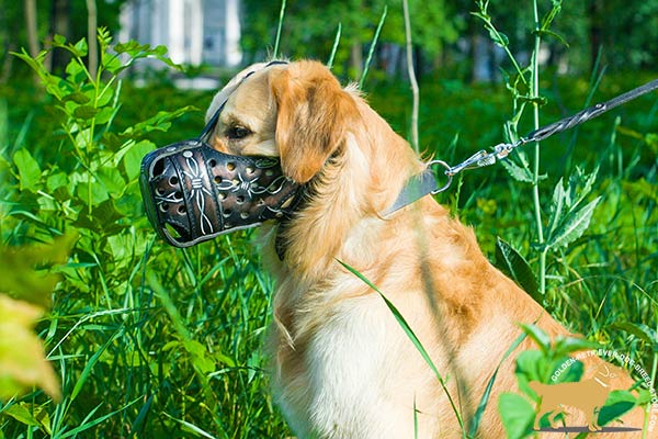 Golden-Retriever leather muzzle ventilated with holes for utmost comfort