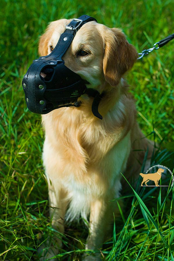 Golden-Retriever leather muzzle well ventilated padded with felt for basic training