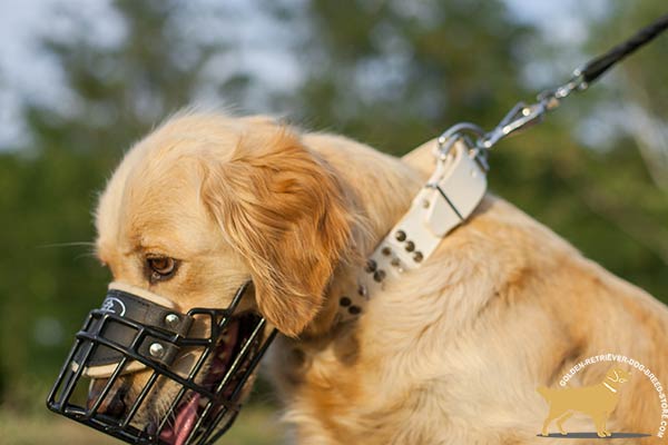 Golden Retriever wire cage muzzle of high quality with padded nose for utmost comfort