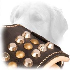 Studded Leather Muzzle For Goldens